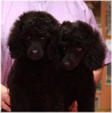 Bright Claire and Brilliant Audrey Anarchia 7,5 weeks 3_1.jpg