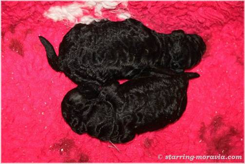 CH-litter_2 days_03.JPG