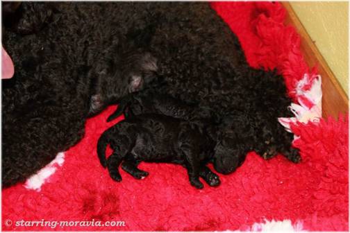 CH-litter_2 days_01.JPG