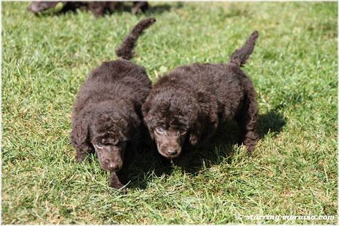 H-litter_5weeks_10.jpg