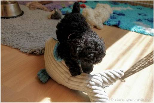web_I-litter_42days_14.jpg