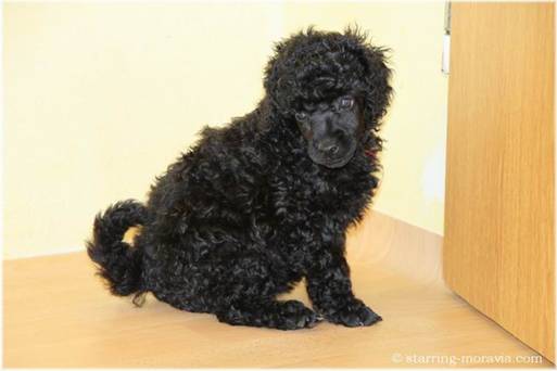 web_I-litter_42days_13.jpg