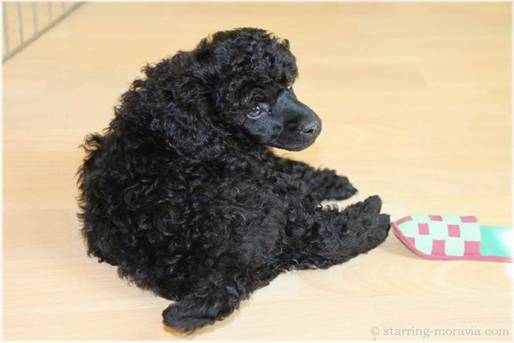 web_I-litter_42days_11.jpg