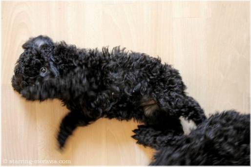 web_I-litter_42days_10.jpg