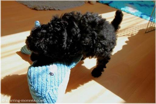 web_I-litter_42days_09.jpg