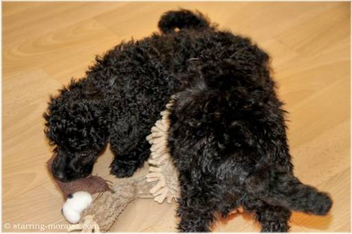 web_I-litter_42days_08.jpg