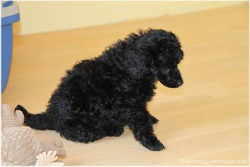 web_I-litter_42days_05.jpg