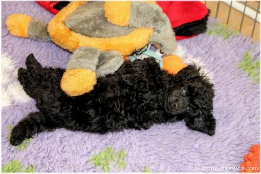 web_I-litter_42days_04.jpg