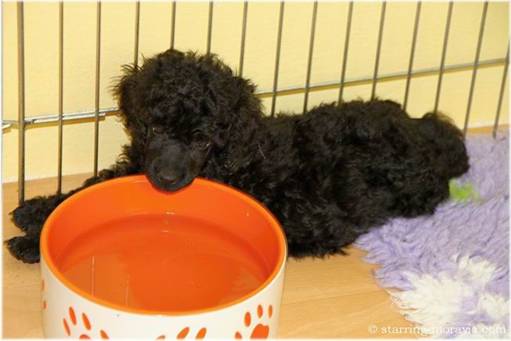 web_I-litter_42days_02.jpg