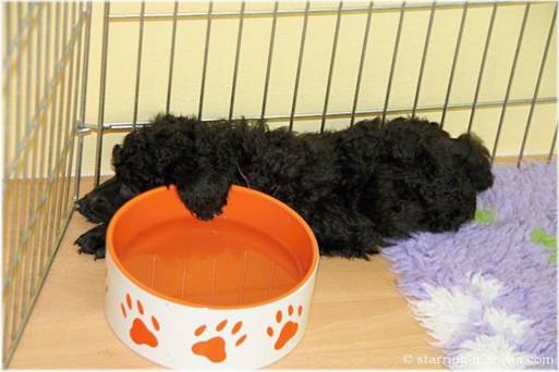 web_I-litter_42days_01.jpg