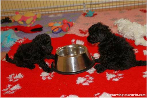 web_I-litter_38days_18.jpg
