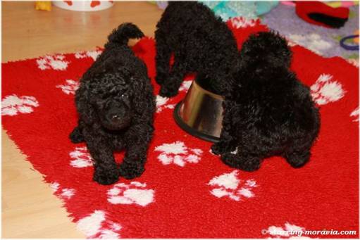 web_I-litter_38days_17.jpg