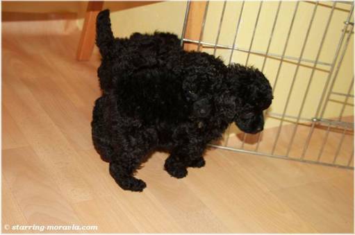 web_I-litter_38days_14.jpg