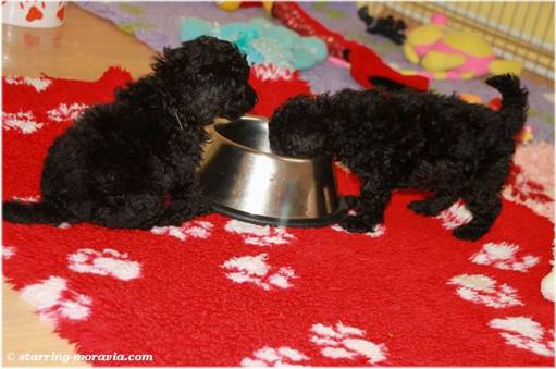 web_I-litter_38days_13.jpg