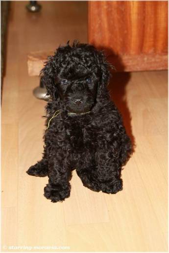web_I-litter_38days_12.jpg