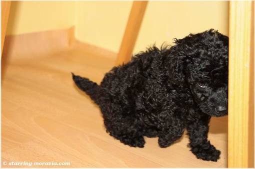 web_I-litter_38days_11.jpg