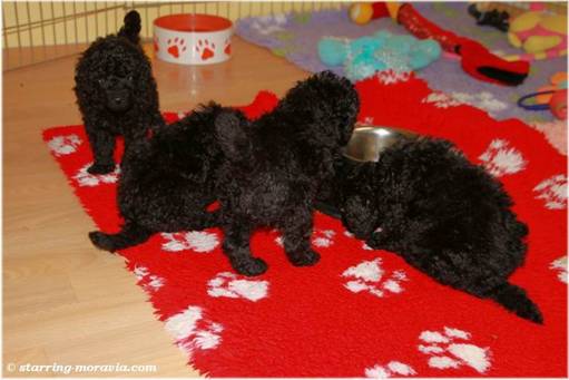 web_I-litter_38days_09.jpg