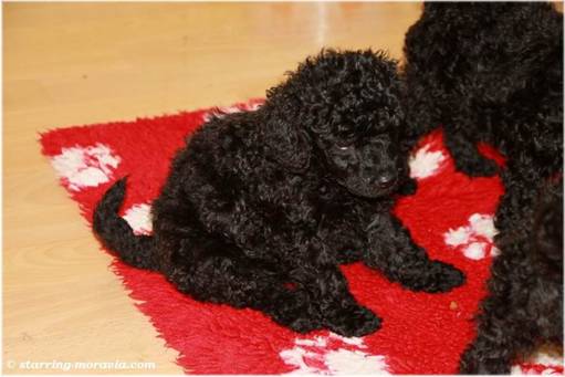 web_I-litter_38days_08.jpg