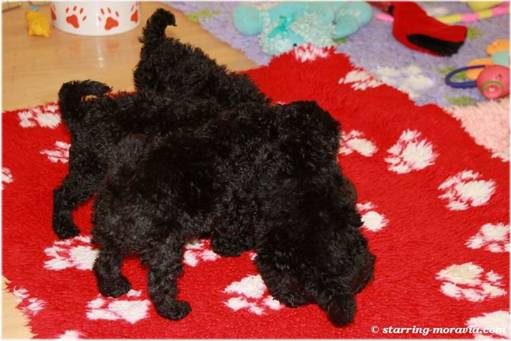 web_I-litter_38days_07.jpg