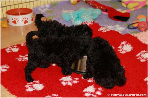 web_I-litter_38days_06.jpg