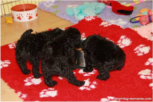 web_I-litter_38days_05.jpg