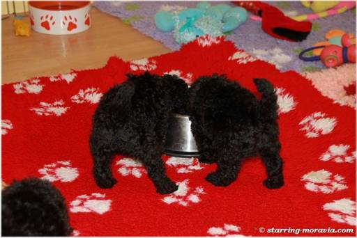 web_I-litter_38days_04.jpg