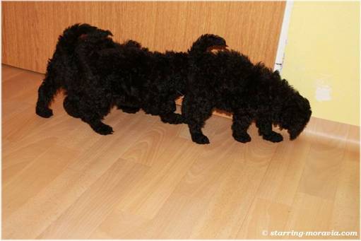 web_I-litter_38days_03.jpg
