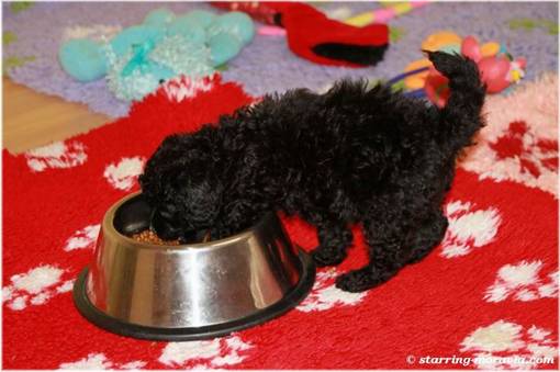 web_I-litter_38days_01.jpg