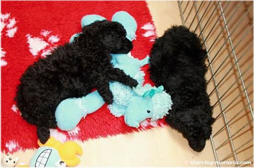 web_I-litter_36days_16.jpg