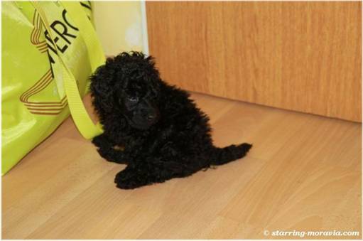 web_I-litter_36days_14.jpg