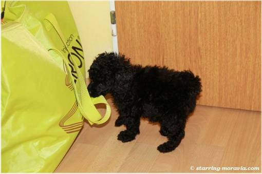 web_I-litter_36days_12.jpg