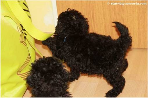 web_I-litter_36days_11.jpg