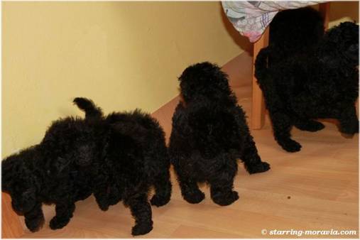 web_I-litter_36days_09.jpg