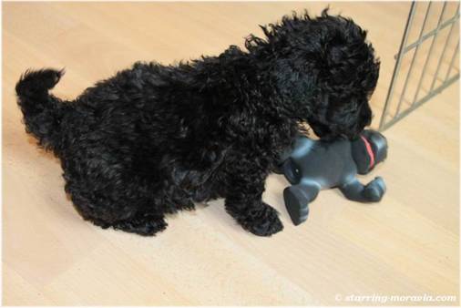 web_I-litter_36days_08.jpg