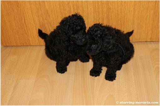 web_I-litter_36days_07.jpg