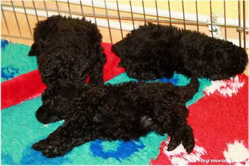 web_I-litter_36days_06.jpg