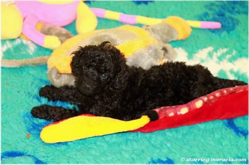 web_I-litter_36days_05.jpg