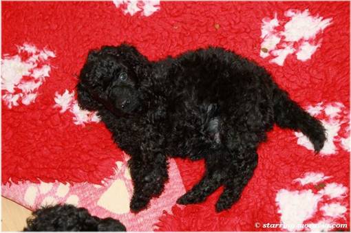 web_I-litter_36days_04.jpg