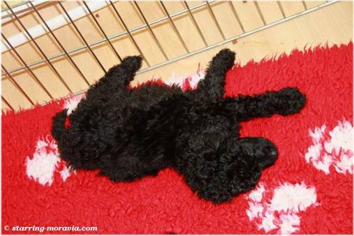 web_I-litter_36days_03.jpg