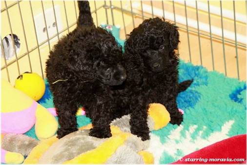 web_I-litter_36days_02.jpg