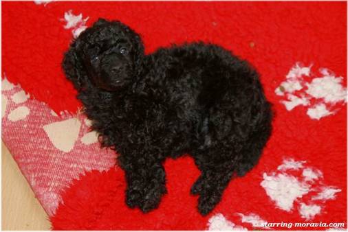 web_I-litter_36days_01.jpg
