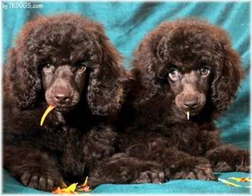 Brown_puppies_01_st__web.jpg