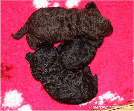 K-litter_12days_06.jpg