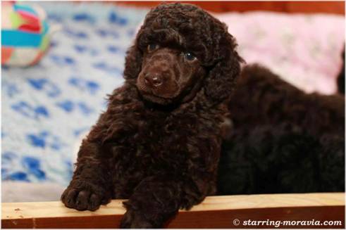 L-litter_5w_21.jpg