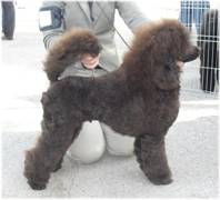 webRPuppyBIS_May11.jpg