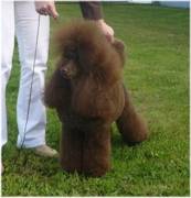 webRPuppyBIS_May11.jpg