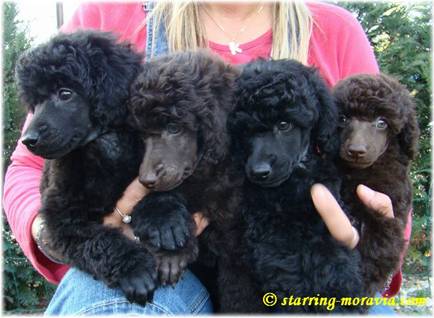 Litter_E_7weeks(1)