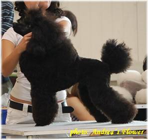 RICCO[1]