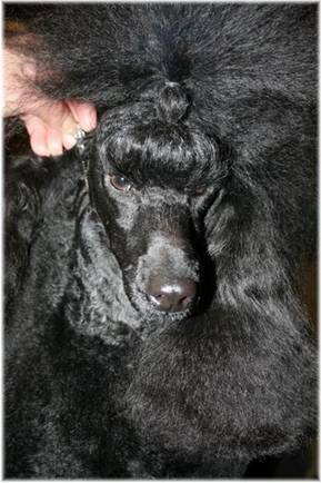 Aslan_Sweden12.jpg