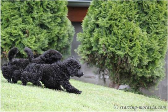 Stella and the puppies_02.jpg